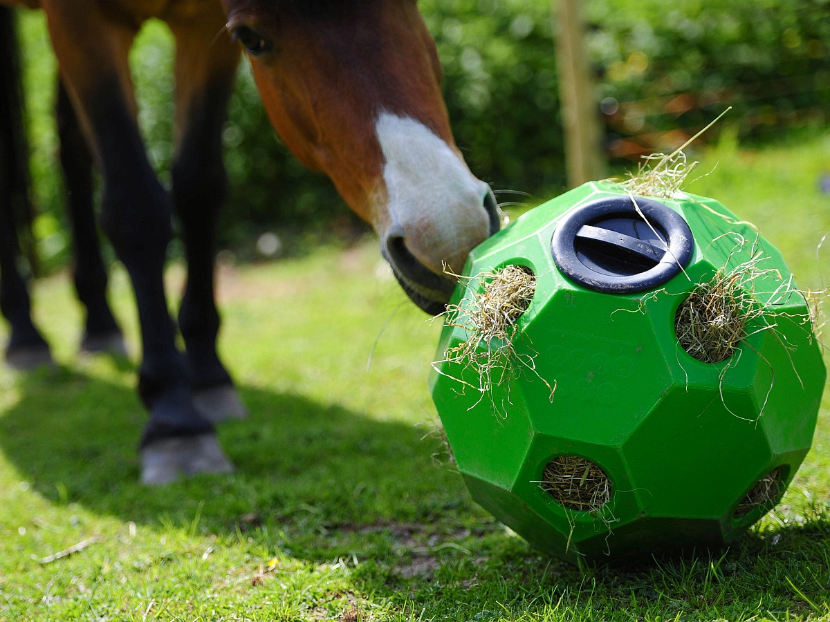 Jetzt Futterspielball für Ihr Großpferd kaufen! Großpferd mit Futterspielball