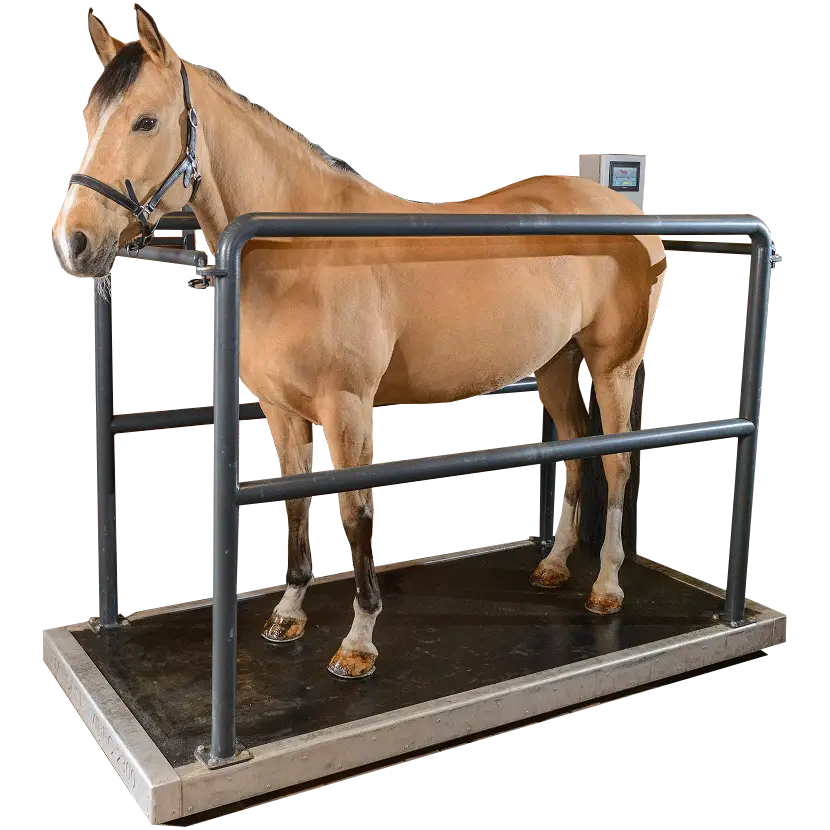 Jetzt die Vibrationsplatte für Ihre Pferde kaufen! Vibrationsplatte für Pferde mit Pferd drauf.